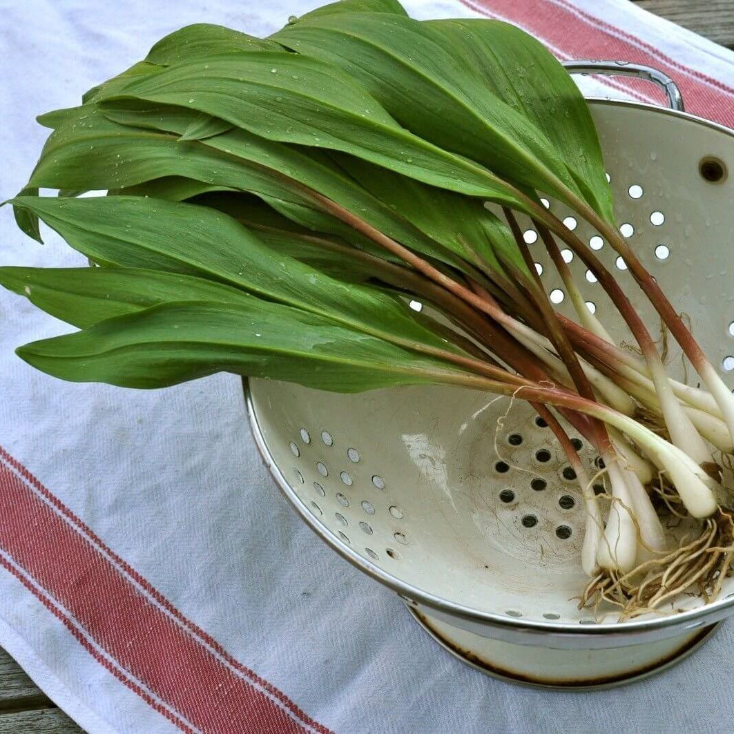 Wild Leek Seeds - Vegetable Plant