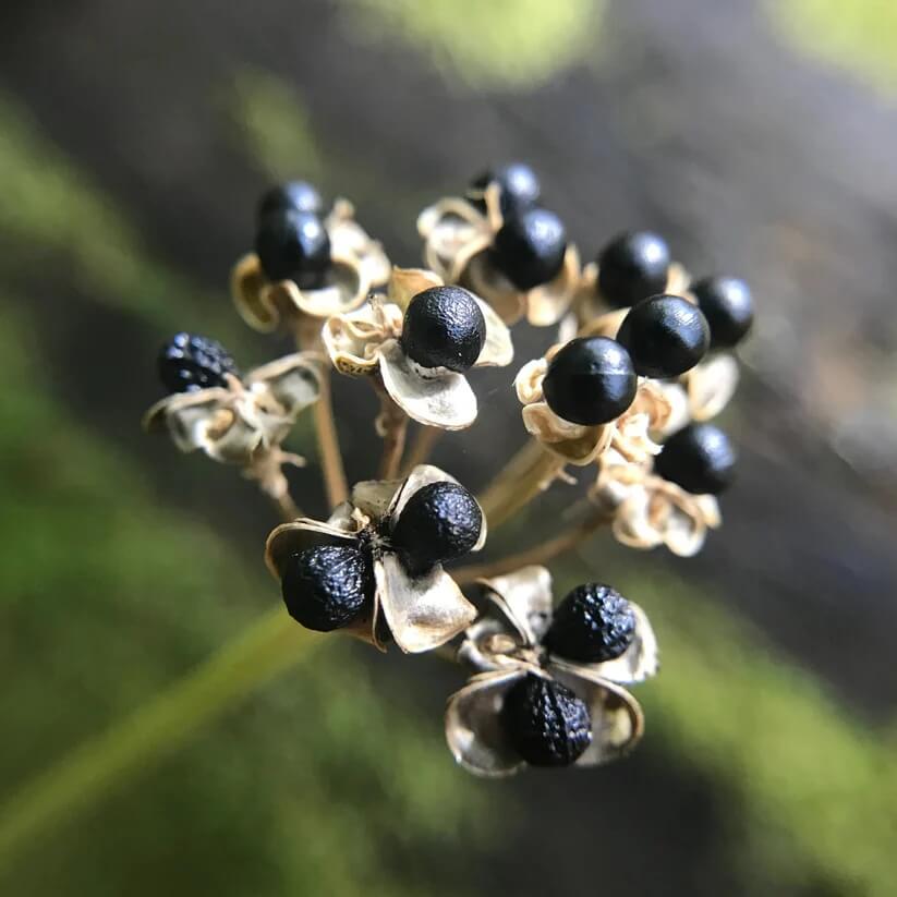 Wild Leek Seeds