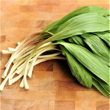 Wild Leek Seeds - Vegetable Plant