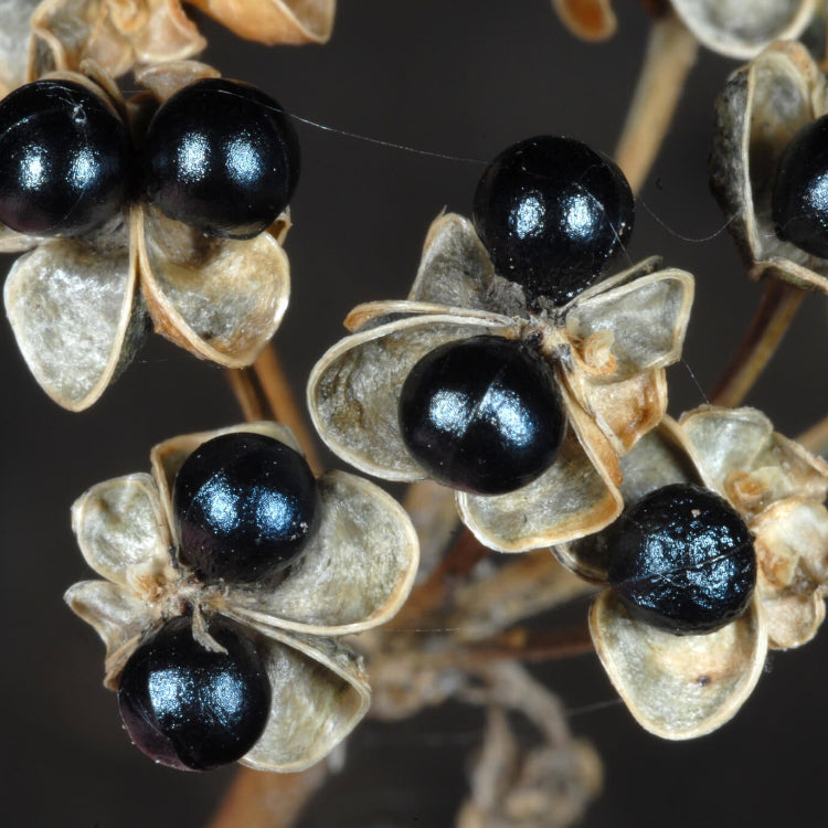 Wild Leek Seeds