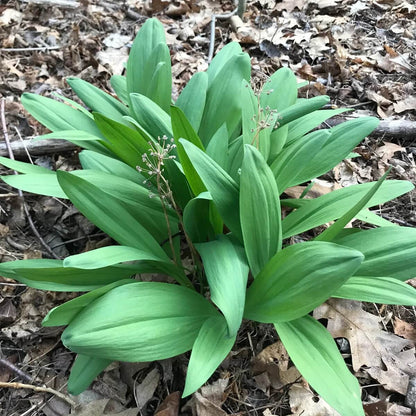 Wild Leek Seeds - Vegetable Plant
