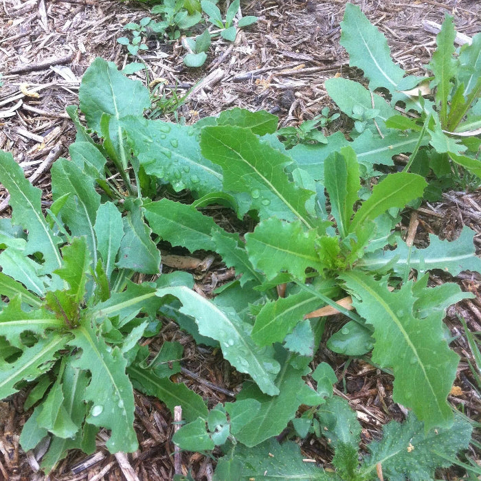 Wild Lettuce Seeds 