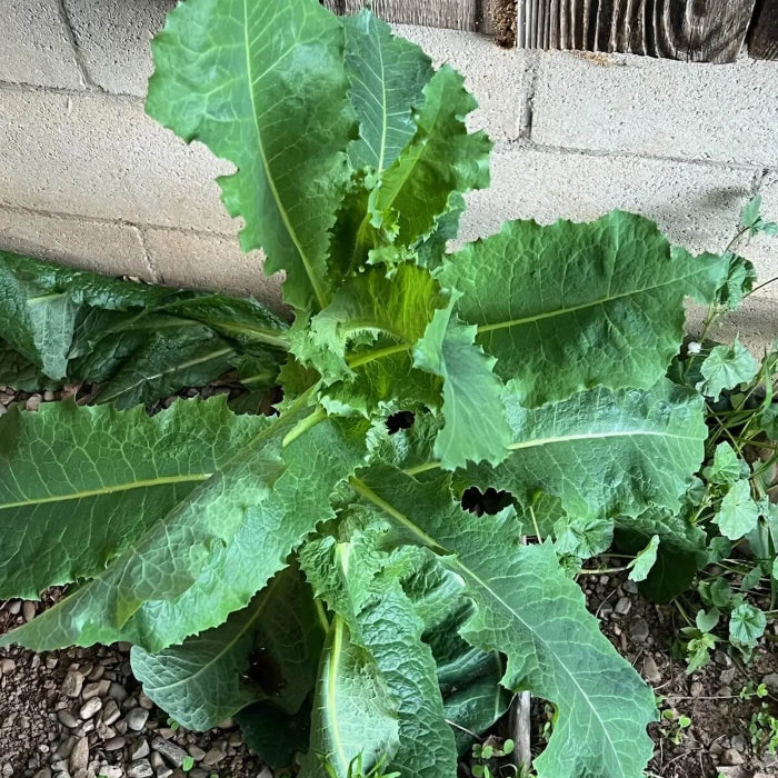 Wild Lettuce Seeds 
