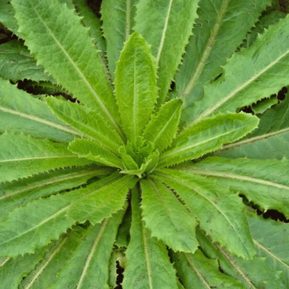 Wild Lettuce Seeds 
