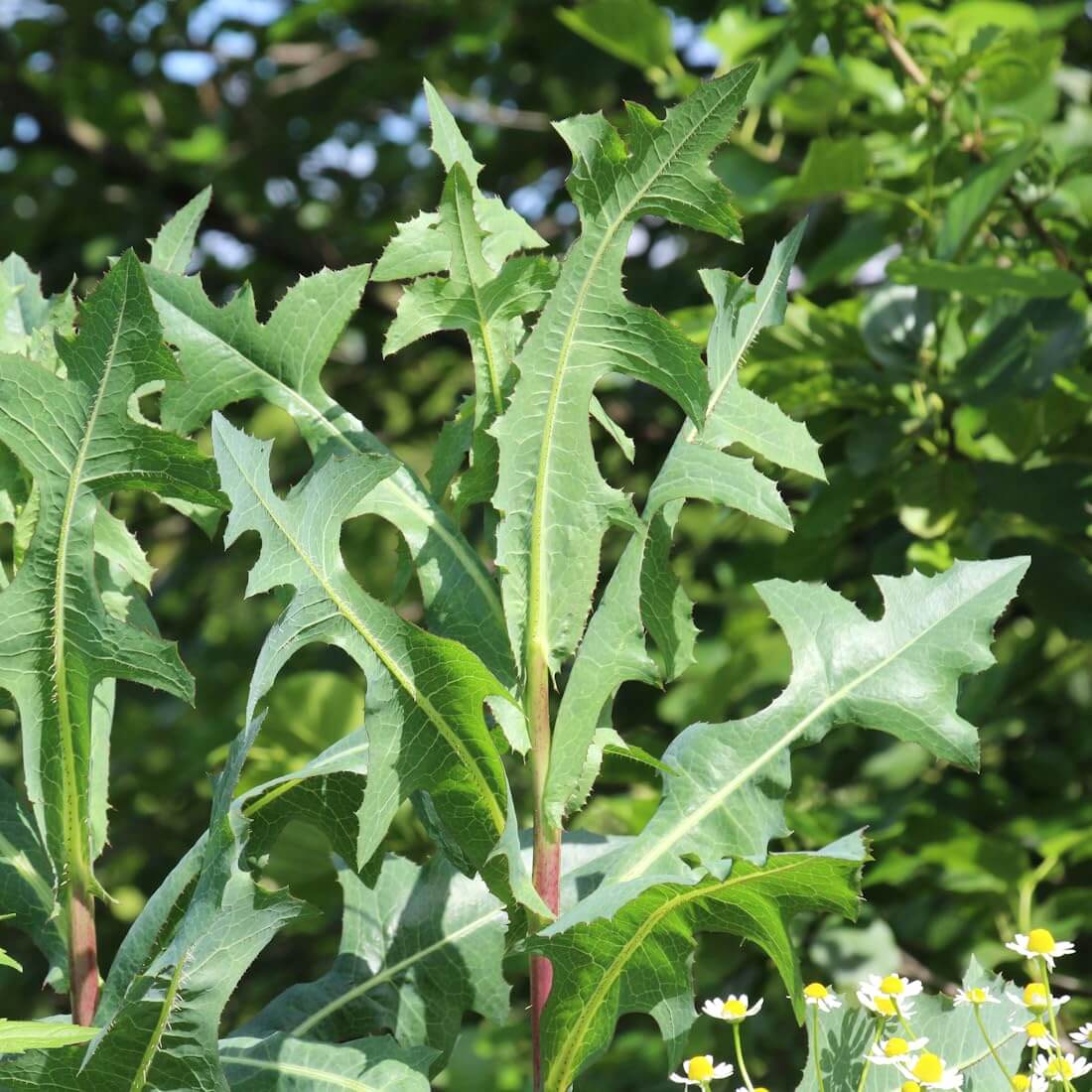 Wild Lettuce Seeds 