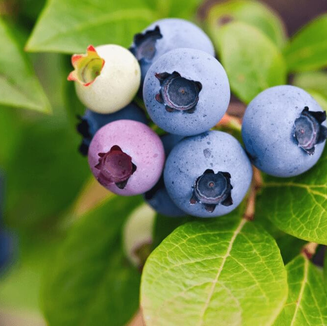 Wild Lowbush Blueberry Seeds