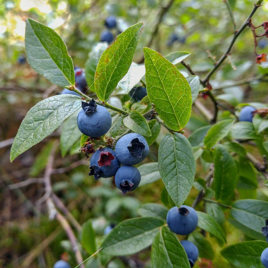 Wild Lowbush Blueberry Seeds