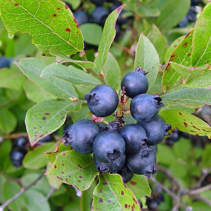Wild Lowbush Blueberry Seeds