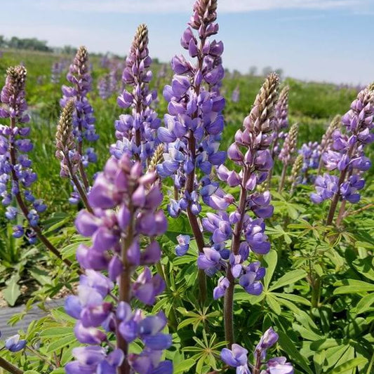 Wild Lupine Seeds - Flower Plant