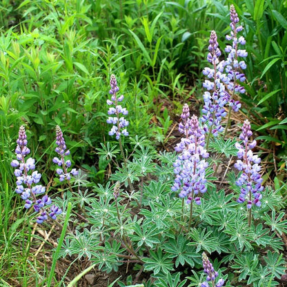 Wild Lupine Seeds - Flower Plant