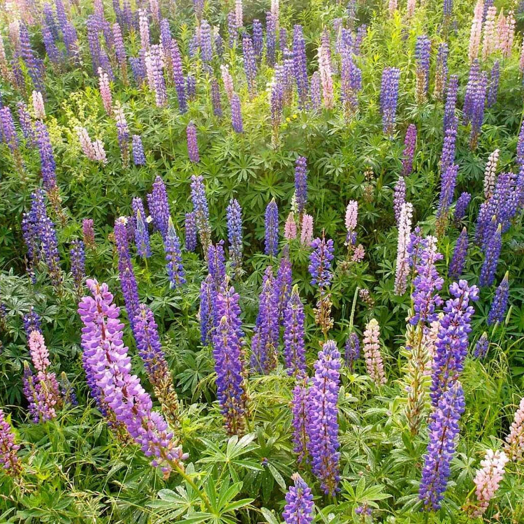 Wild Lupine Seeds - Flower Plant