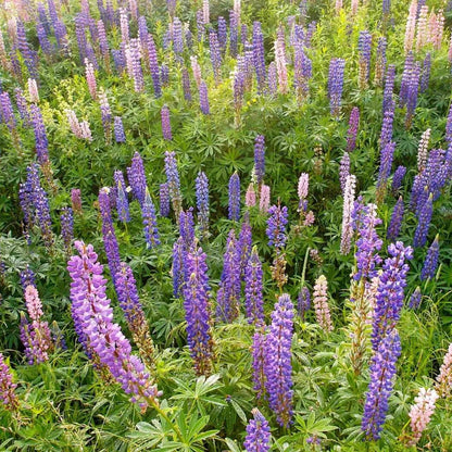 Wild Lupine Seeds - Flower Plant