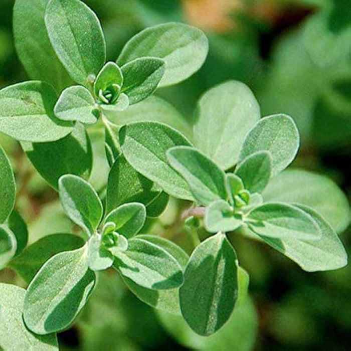 Wild Marjoram - Herbal Plant