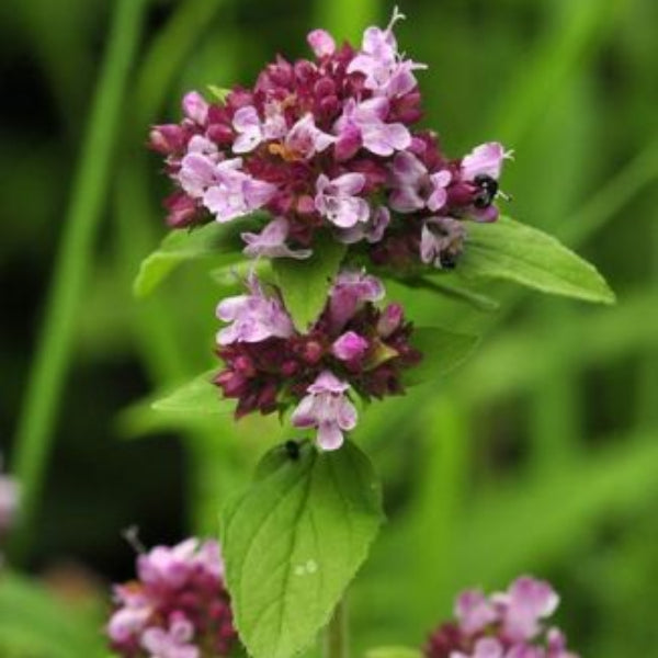 Wild Marjoram - Herbal Plant