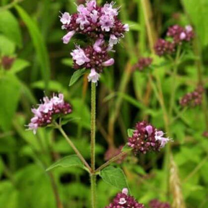 Wild Marjoram - Herbal Plant