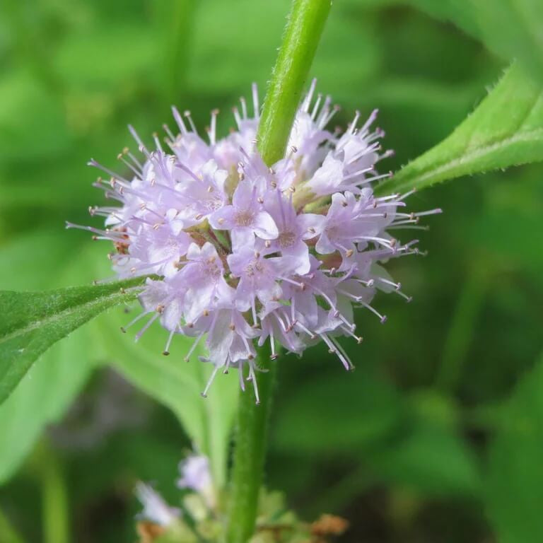 Wild Mint Seeds - Herbal Plant