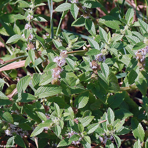 Wild Mint Seeds - Herbal Plant