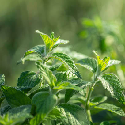 Wild Mint Seeds - Herbal Plant