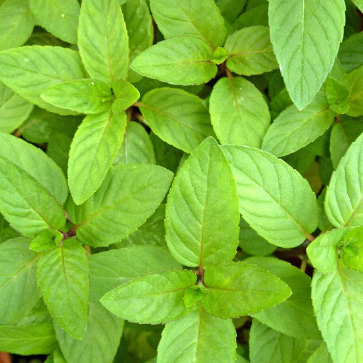 Wild Mint Seeds - Herbal Plant