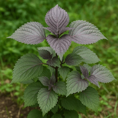 Wild Perilla Seeds 