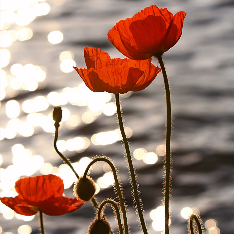 Wild Poppy Seeds - Flower Plant