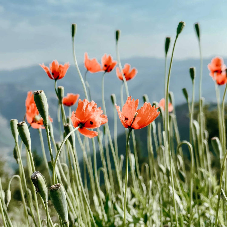 Wild Poppy Seeds - Flower Plant