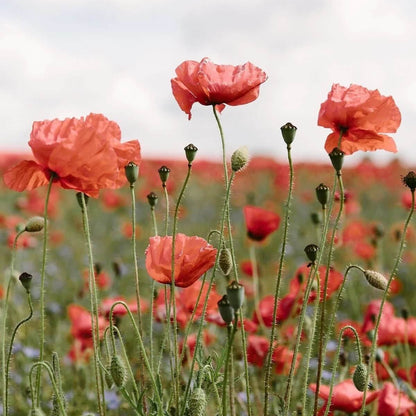 Wild Poppy Seeds - Flower Plant