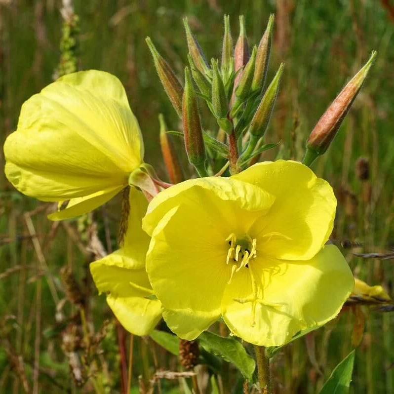 Wild Primrose Seeds - Flower Plant