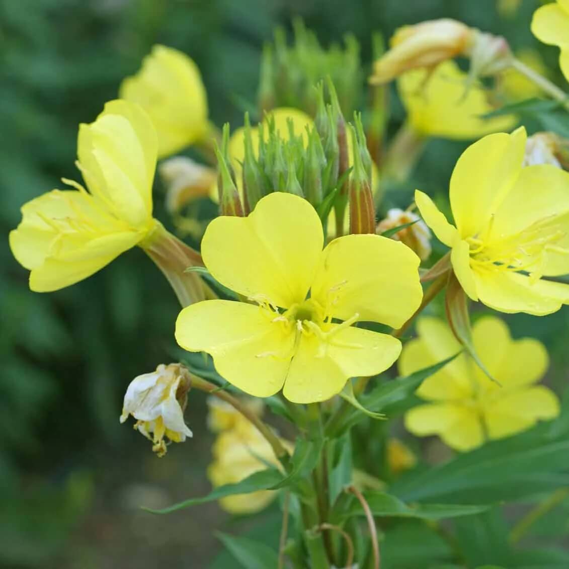 Wild Primrose Seeds - Flower Plant