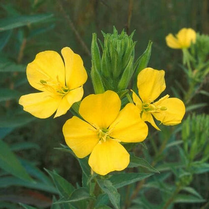 Wild Primrose Seeds - Flower Plant