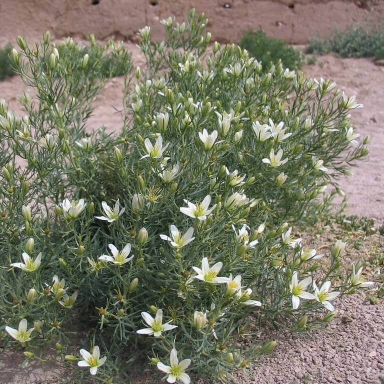 Wild Rue Seeds - Herbal Plant