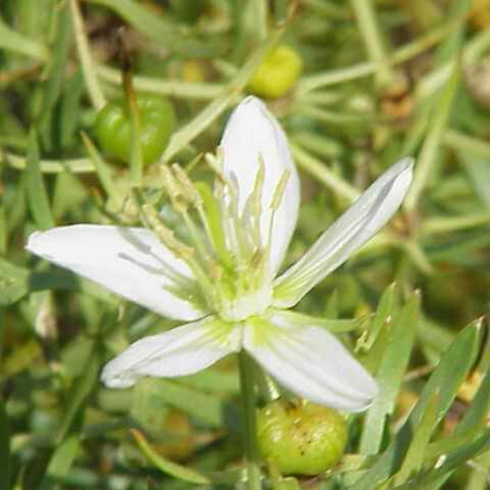 Wild Rue Seeds - Herbal Plant