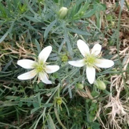 Wild Rue Seeds - Herbal Plant