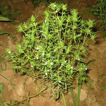 Wild Savory Seeds 