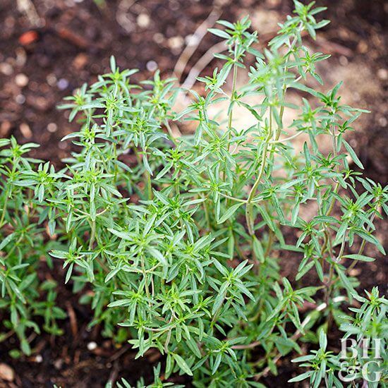 Wild Savory Seeds 
