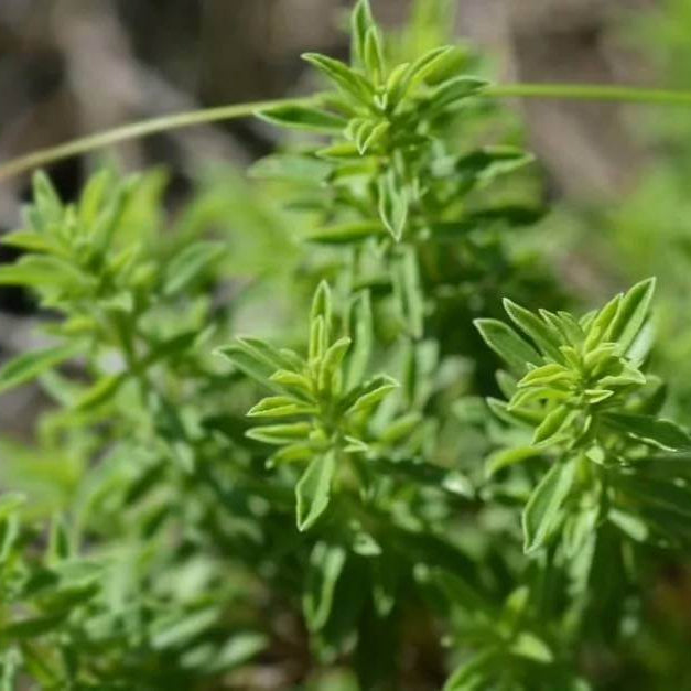 Wild Savory Seeds 
