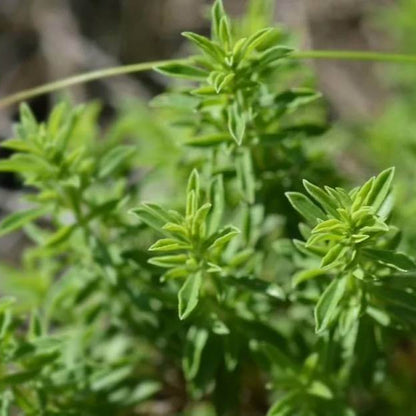 Wild Savory Seeds 