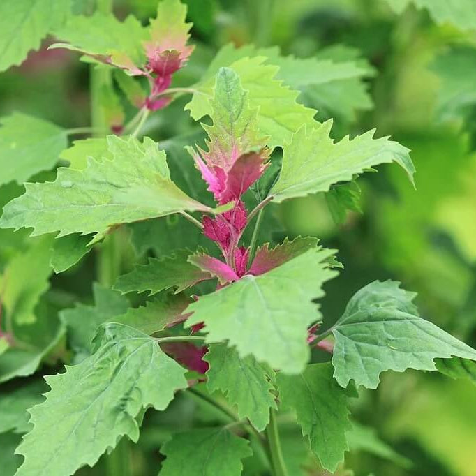 Wild Spinach Seeds - Vegetable Plant