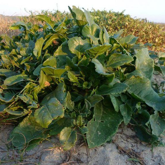 Wild Spinach Seeds - Vegetable Plant