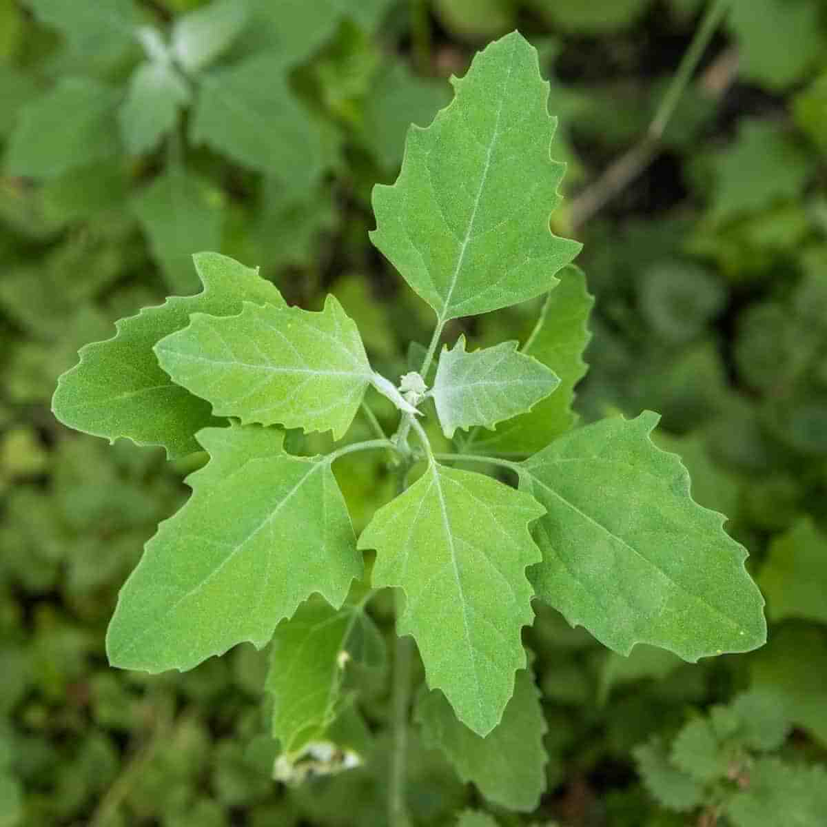 Wild Spinach Seeds - Vegetable Plant