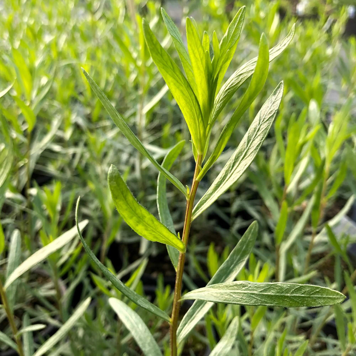 Wild Tarragon Seeds - Herbal Plant for Home Gardens