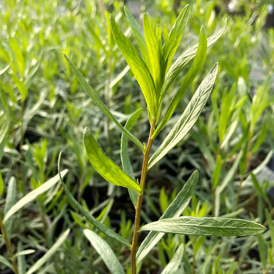Wild Tarragon Seeds - Herbal Plant for Home Gardens