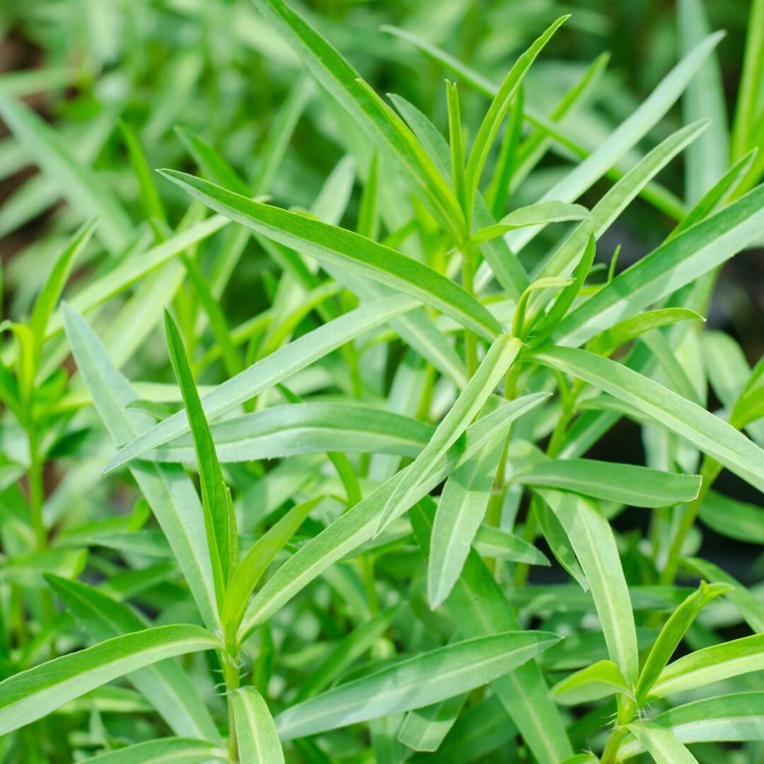 Wild Tarragon Seeds - Herbal Plant for Home Gardens