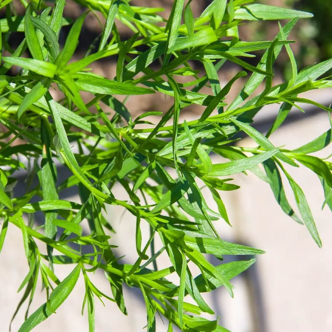 Wild Tarragon Seeds - Herbal Plant for Home Gardens