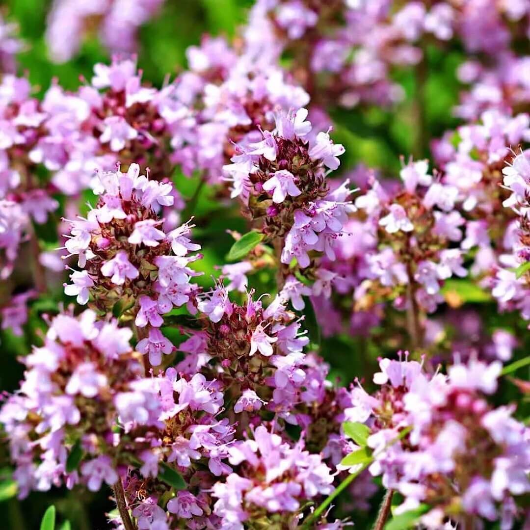 Wild Thyme Seeds