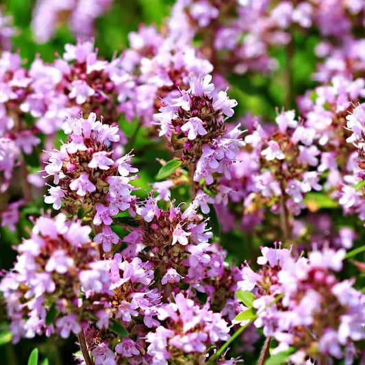 Wild Thyme Seeds