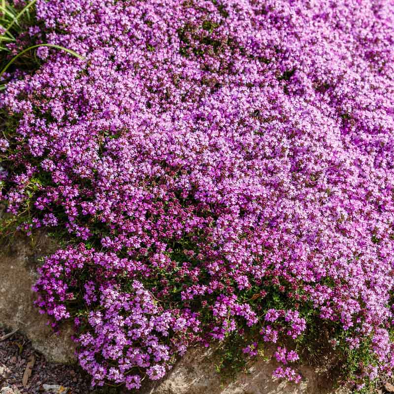 Wild Thyme Seeds