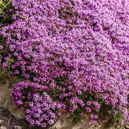Wild Thyme Seeds