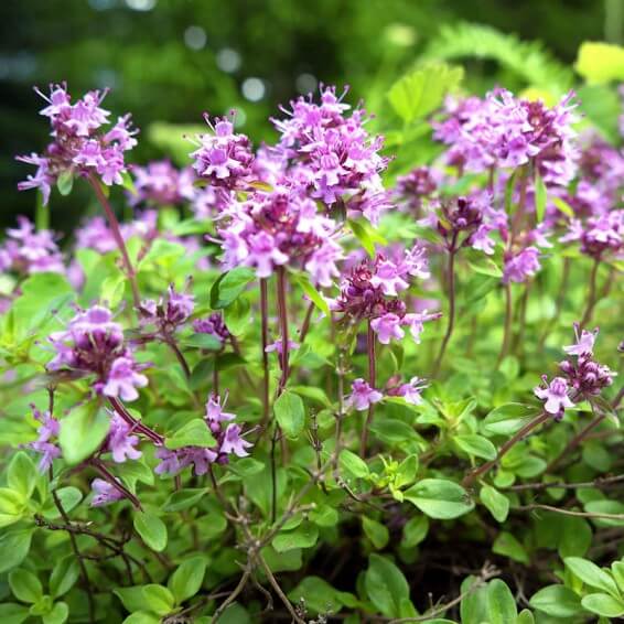 Wild Thyme Seeds
