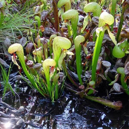 Wild Type Darlingtonia Seeds